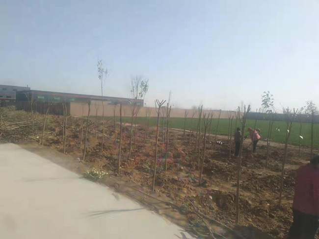 陽春三月，大地復(fù)蘇，安陽鼎諾廠區(qū)植樹活動再添綠。